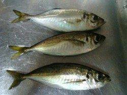 舞洲アジング〜ショートバイトでかなり渋かったです