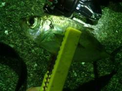 舞洲周辺でアジング〜満潮前後にアタリが集中…