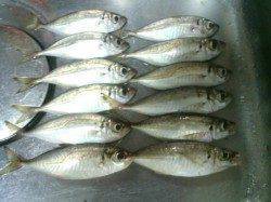 舞洲周辺でアジング〜満潮前後にアタリが集中