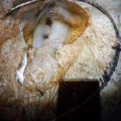 和歌山県の日高港へアオリイカのウキ釣りへ