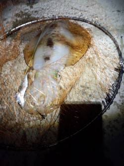 和歌山県の日高港へアオリイカのウキ釣りへ