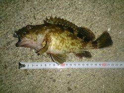 網干浜北東面　反応が薄い中でのシーバス狙い