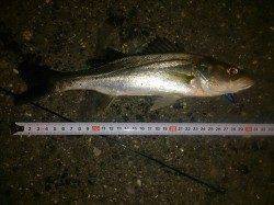 網干浜北東面　反応が薄い中でのシーバス狙い