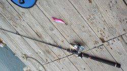 三尾川の筏にてアオリイカのウキ釣り＆エギング