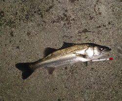 泉大津周辺のシーバス釣果です