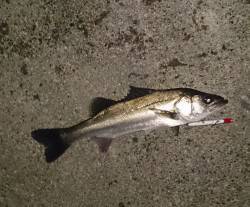 泉大津周辺のシーバス釣果です