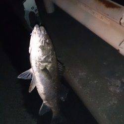 大阪南港周辺シーバス短時間釣行〜日暮れと共にボイルしだして2本