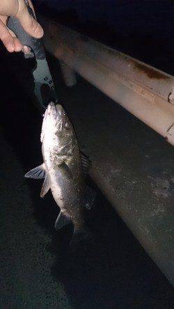 大阪南港周辺シーバス短時間釣行〜日暮れと共にボイルしだして2本