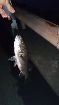 大阪南港周辺シーバス短時間釣行〜日暮れと共…