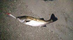 大阪南港周辺シーバス短時間釣行〜日暮れと共にボイルしだして2本