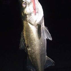 大阪南港周辺バチ抜けシーバス最盛期？ アングラー日に日に増加