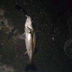 大阪南港周辺バチ抜けシーバス最盛期？ アングラー日に日に増加