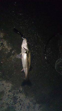 大阪南港周辺バチ抜けシーバス最盛期？ アングラー日に日に増加