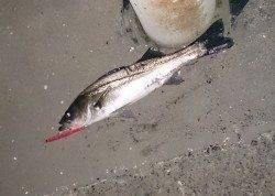 大阪南港シーバス〜10数バイト、6本キャッチ！