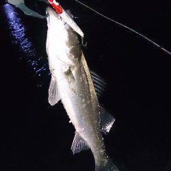 大阪南港シーバス〜10数バイト、6本キャッチ！