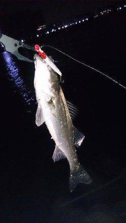 大阪南港シーバス〜10数バイト、6本キャッチ！