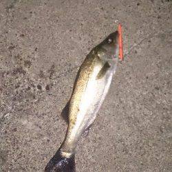 大阪南港でのシーバス釣果