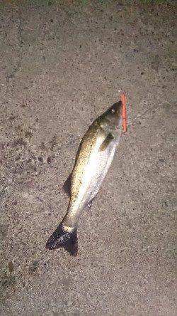 大阪南港でのシーバス釣果