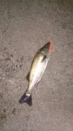 大阪南港でのシーバス釣果