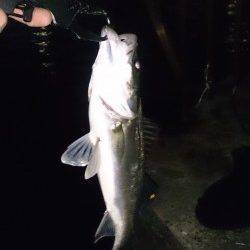 大阪南港周辺シーバス8ヒット6キャッチ