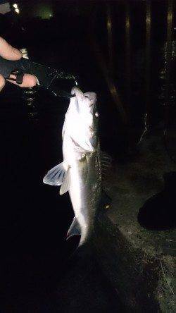 大阪南港周辺シーバス8ヒット6キャッチ