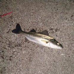 大阪南港周辺シーバス8ヒット6キャッチ