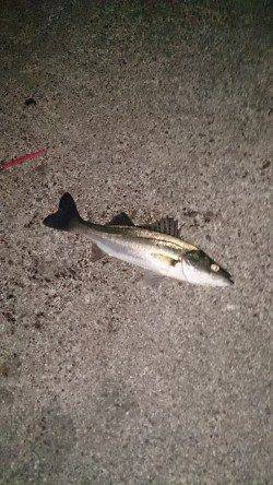 大阪南港周辺シーバス8ヒット6キャッチ