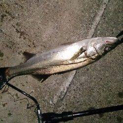 大阪南港　サイズアップを狙ってのシーバスゲーム