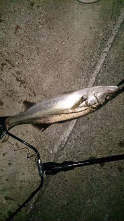 大阪南港　サイズアップを狙ってのシーバスゲ…