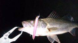 大阪南港　サイズアップを狙ってのシーバスゲーム