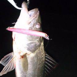 大阪南港　サイズアップを狙ってのシーバスゲーム