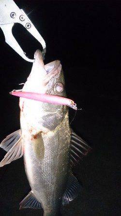 大阪南港　サイズアップを狙ってのシーバスゲーム