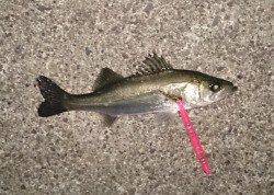 大阪南港シーバスゲーム〜引き波にナイスサイズがヒット♪