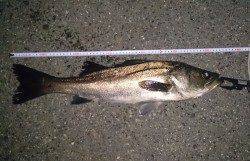 大阪南港シーバスゲーム〜引き波にナイスサイズがヒット♪