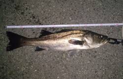 大阪南港シーバスゲーム〜引き波にナイスサイ…