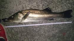 大阪南港のバチ抜けシーバス68cm&…