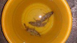 佐野漁港 夜9時からのメバリングでタケノコメバル