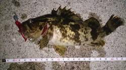 佐野漁港　夜9時からのメバリングでタケノコ…