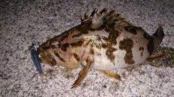 佐野漁港　夜9時からのメバリングも今日は渋めの釣果