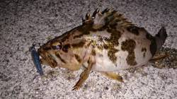 佐野漁港　夜9時からのメバリングも今日は渋…