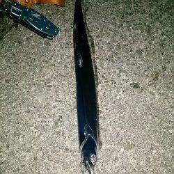 佐野　1年振りの春タチウオにテンションMAX★