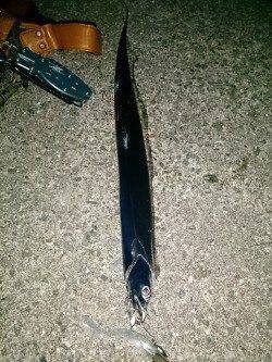 佐野　1年振りの春タチウオにテンションMAX★