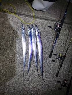 佐野　1年振りの春タチウオにテンションMA…