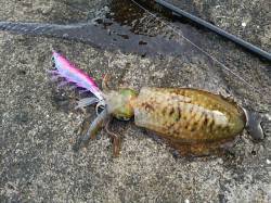 こうよう様よりデュエル【DUEL EZ-Q CAST】のモニター　インプレッション