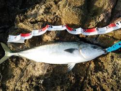 串本大島の地磯朝まずめの青物狙い〜メジロ8…