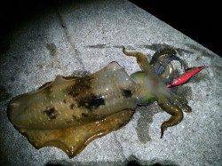 衣奈でエギング　キロアップ含む2杯GET！