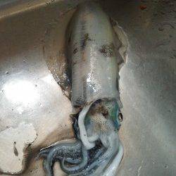 衣奈でエギング　キロアップ含む2杯GET！