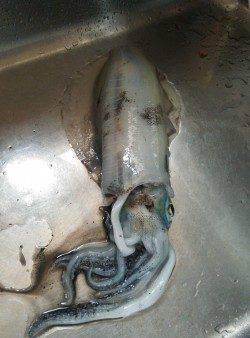 衣奈でエギング　キロアップ含む2杯GET！