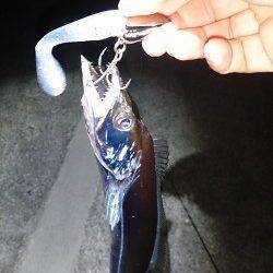 淡路島東側を釣行〜ちょい投げキス・太刀魚ワインド・メバリング