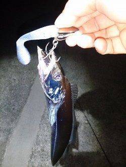 淡路島東側を釣行〜ちょい投げキス・太刀魚ワインド・メバリング